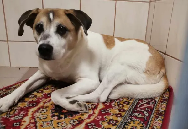 Znaleziono psa, Toruń, 13 lutego 2025