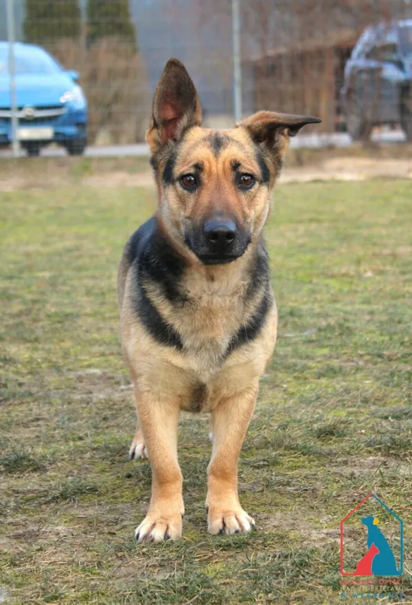Pies do adopcji, Grudziądz, 12 lutego 2025