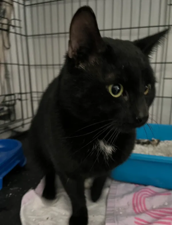 Znaleziono kota, Dobra, 18 lutego 2025