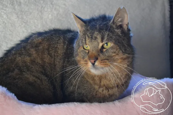 Kot do adopcji, Chełmek, 20 stycznia 2025