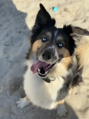 Pies do adopcji, Kraków, 4 lutego 2025 (1/4)