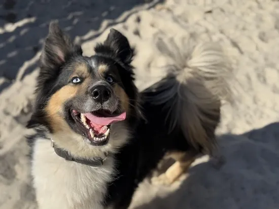 Pies do adopcji, Kraków, 4 lutego 2025 (2/4)