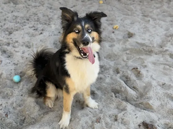 Pies do adopcji, Kraków, 4 lutego 2025 (3/4)