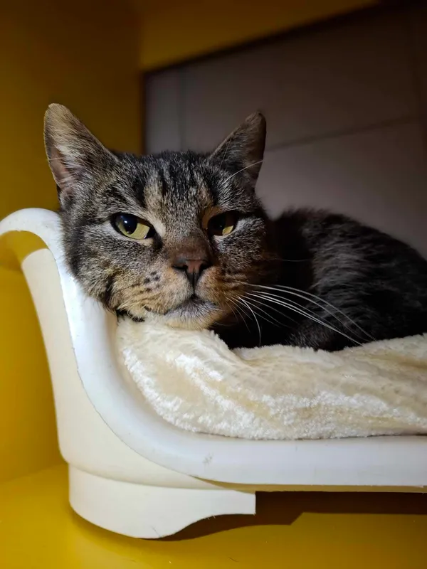 Kot do adopcji, Bydgoszcz, 5 kwietnia 2025 (1/5)