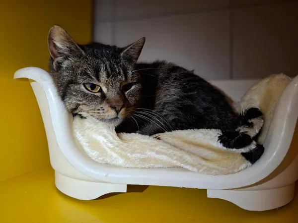 Kot do adopcji, Bydgoszcz, 5 kwietnia 2025 (2/5)