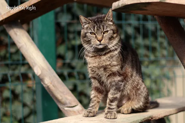 Kot do adopcji, Bydgoszcz, 5 kwietnia 2025 (3/5)