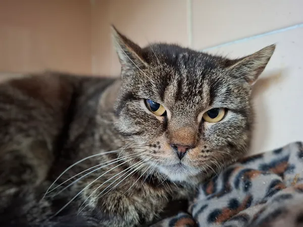 Kot do adopcji, Bydgoszcz, 5 kwietnia 2025 (4/5)