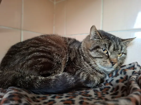 Kot do adopcji, Bydgoszcz, 5 kwietnia 2025 (5/5)