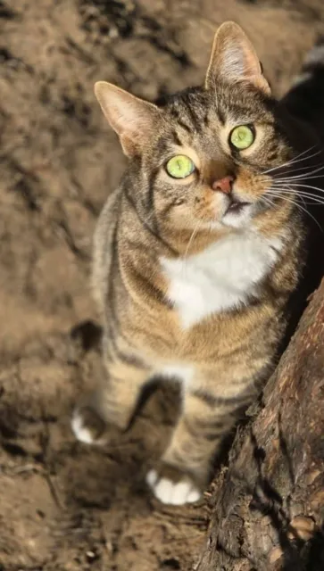 Kot do adopcji, Piła, 28 kwietnia 2024 (1/3)