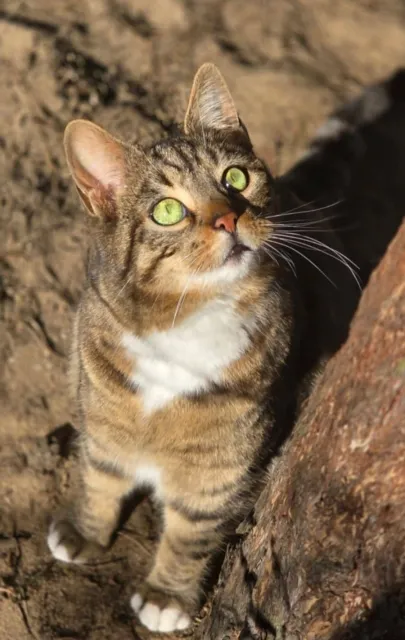 Kot do adopcji, Piła, 28 kwietnia 2024 (2/3)