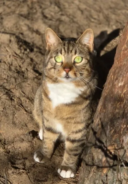 Kot do adopcji, Piła, 28 kwietnia 2024 (3/3)