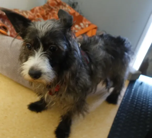 Znaleziono psa, Gdańsk, 19 lutego 2025