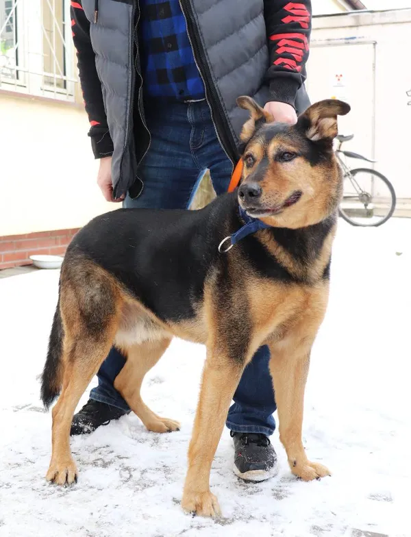 Znaleziono psa, Łódź, 18 lutego 2025 (1/4)