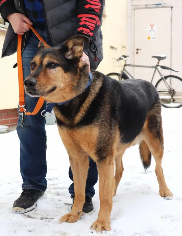 Znaleziono psa, Łódź, 18 lutego 2025 (2/4)