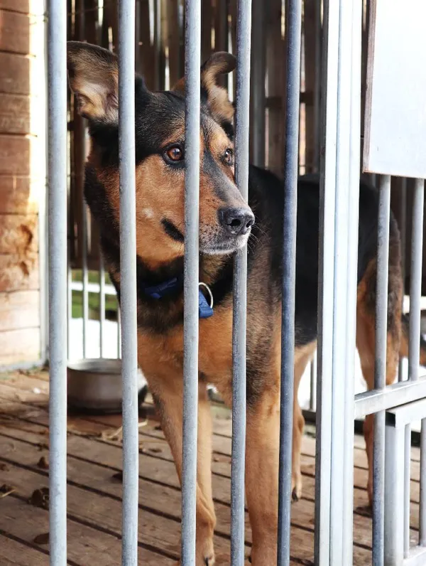 Znaleziono psa, Łódź, 18 lutego 2025 (3/4)