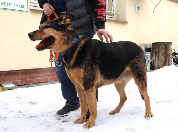 Znaleziono psa, Łódź, 18 lutego 2025 (4/4)