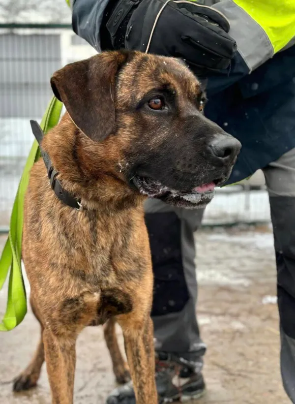 Pies do adopcji, Przyborówko, 8 lipca 2025 (1/5)