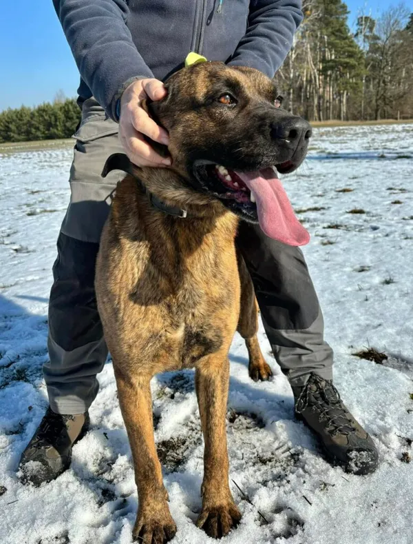 Pies do adopcji, Przyborówko, 8 lipca 2025 (5/5)