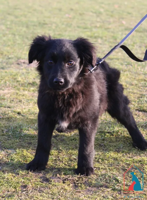 Pies do adopcji, Grudziądz, 4 lutego 2025