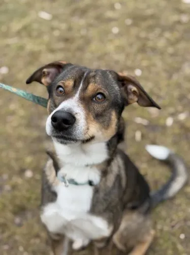 Pies do adopcji, Kraków, 5 lutego 2025 (2/5)