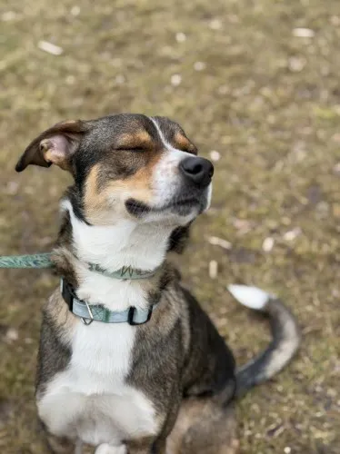 Pies do adopcji, Kraków, 5 lutego 2025 (3/5)