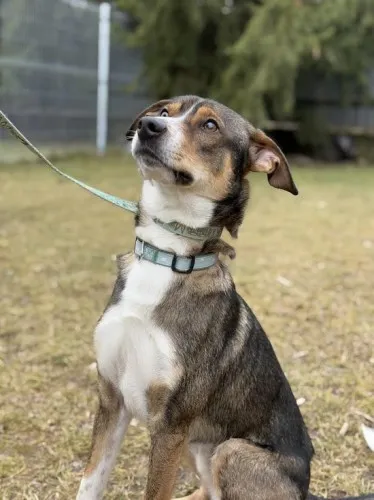 Pies do adopcji, Kraków, 5 lutego 2025 (4/5)