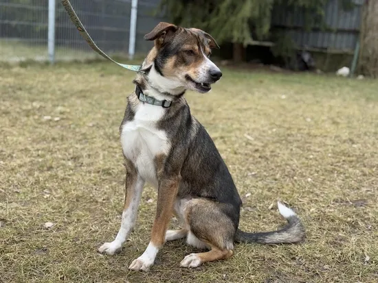 Pies do adopcji, Kraków, 5 lutego 2025 (5/5)