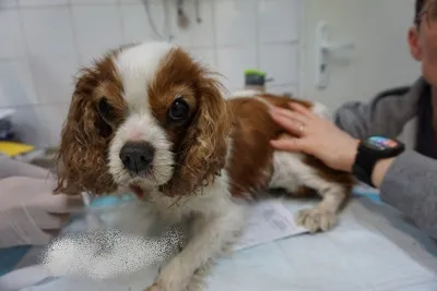 Pies do adopcji, Kraków, 5 lutego 2025