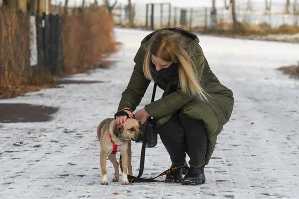 Pies do adopcji, Nowodwór, 19 stycznia 2025 (1/5)