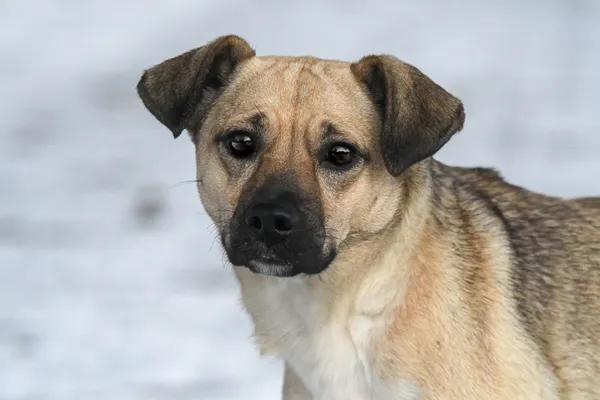 Pies do adopcji, Nowodwór, 19 stycznia 2025 (3/5)