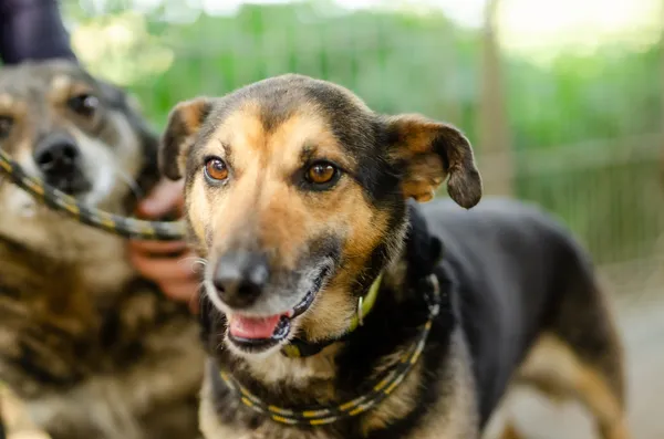 Oddam psa, Gdańsk, Kiełpino Górne, 20 lutego 2025 (5/5)