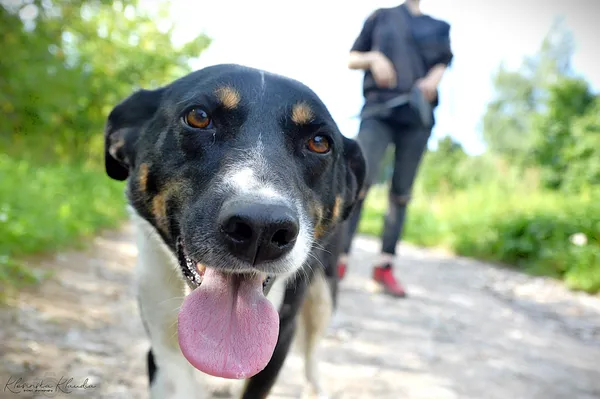 Oddam psa, Warszawa, Pelcowizna, 20 lutego 2025 (1/5)