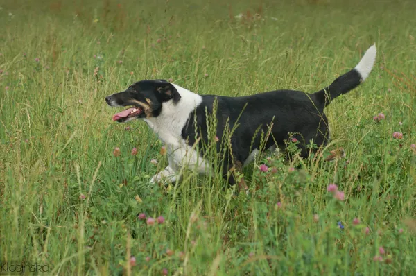 Oddam psa, Warszawa, Pelcowizna, 20 lutego 2025 (3/5)