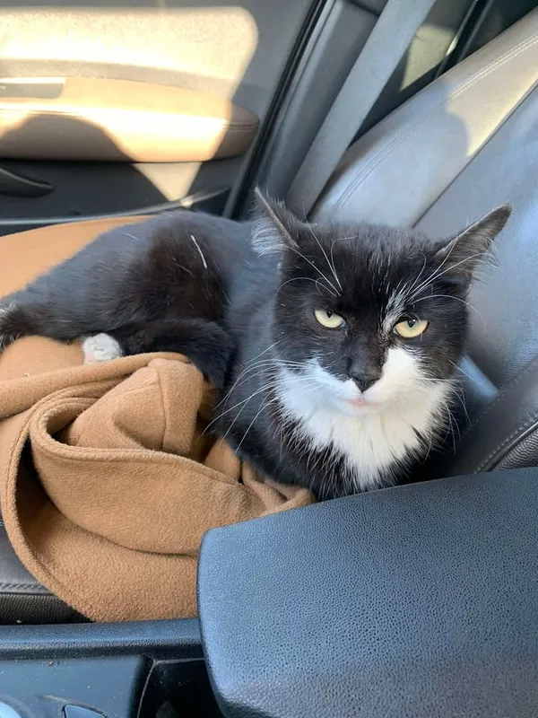 Znaleziono kota, Sosnowiec, 19 lutego 2025