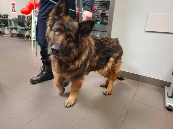 Znaleziono psa, Bydgoszcz, 18 lutego 2025