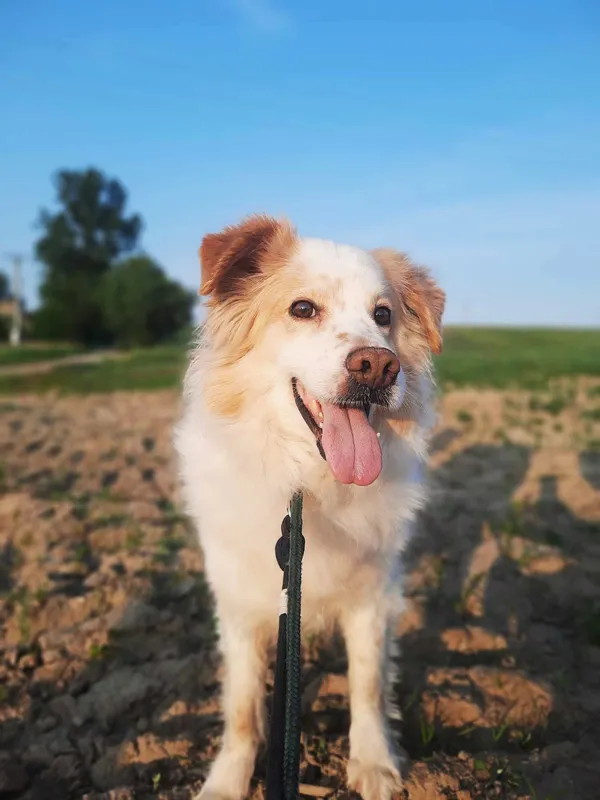 Oddam psa, Szłapy, 20 lutego 2025 (1/5)