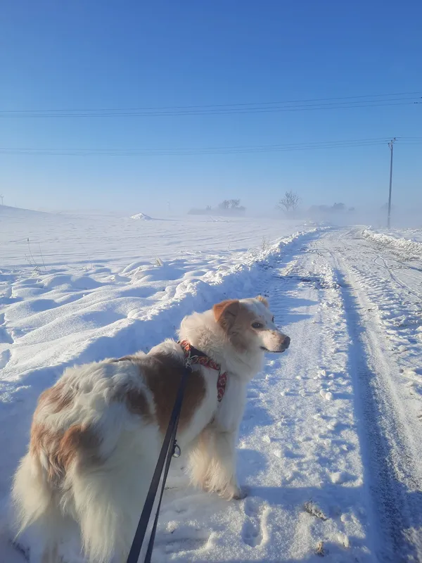 Oddam psa, Szłapy, 20 lutego 2025 (2/5)