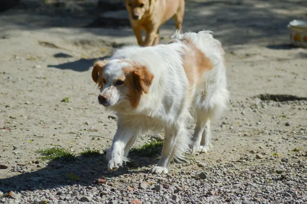 Oddam psa, Szłapy, 20 lutego 2025 (3/5)