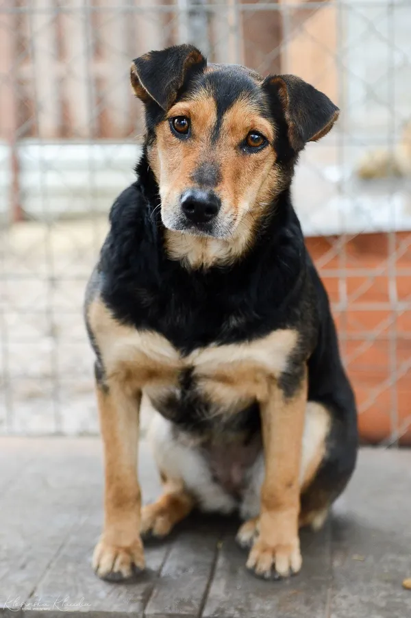 Oddam psa, Wielki Lubień, 20 lutego 2025 (1/4)