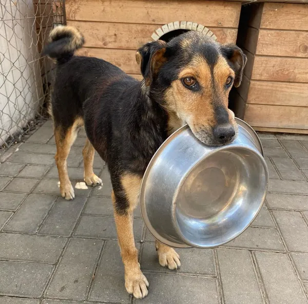 Oddam psa, Wielki Lubień, 20 lutego 2025 (2/4)