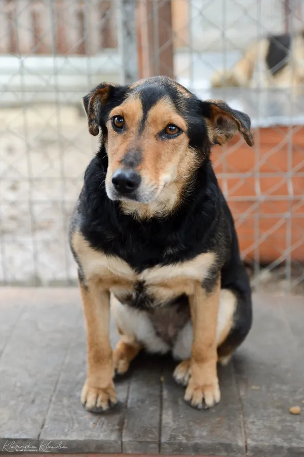 Oddam psa, Wielki Lubień, 20 lutego 2025 (3/4)