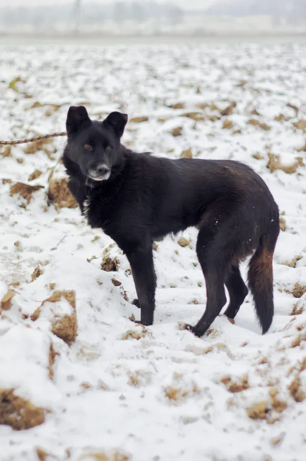 Oddam psa, Szłapy, 20 lutego 2025 (2/4)