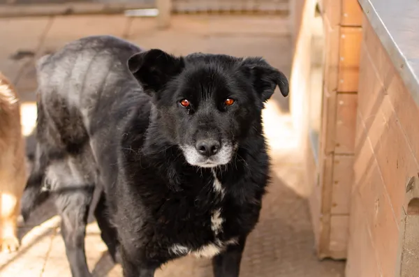 Oddam psa, Szłapy, 20 lutego 2025 (4/4)