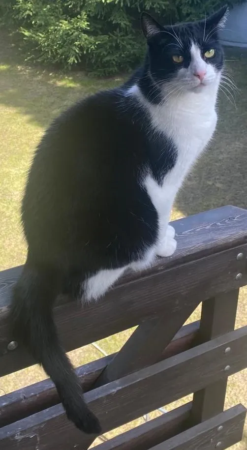 Zaginął kot, Łódź, 20 lutego 2025