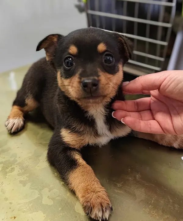 Znaleziono psa, Lublin, 20 lutego 2025