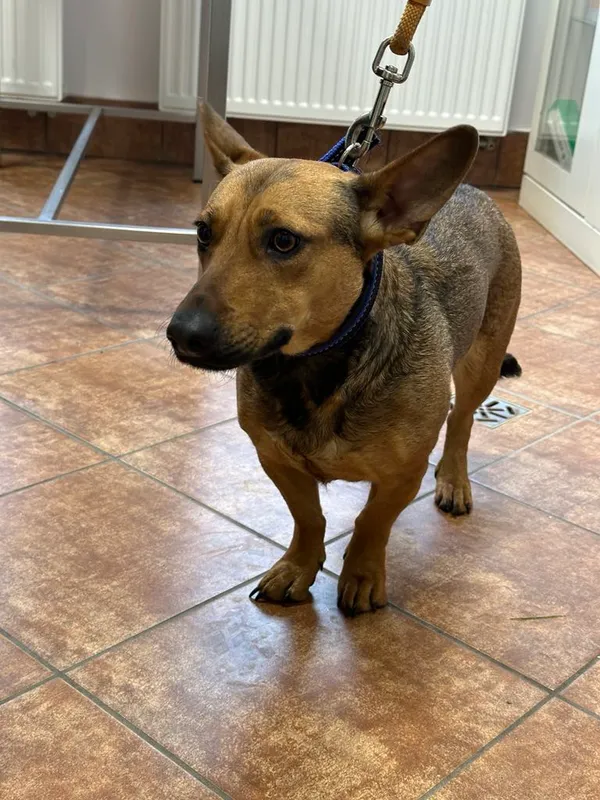 Pies do adopcji, Dobra, 27 stycznia 2025