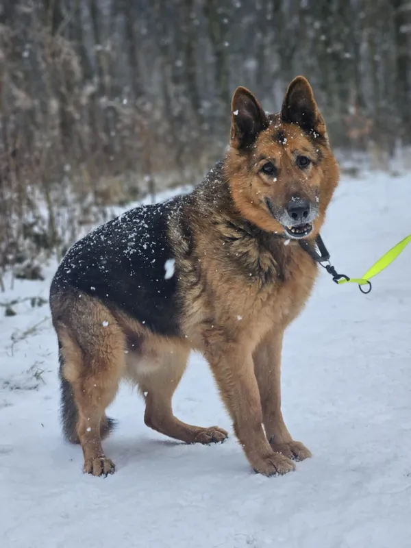 Pies do adopcji, Zgierz, 20 lutego 2025 (1/5)