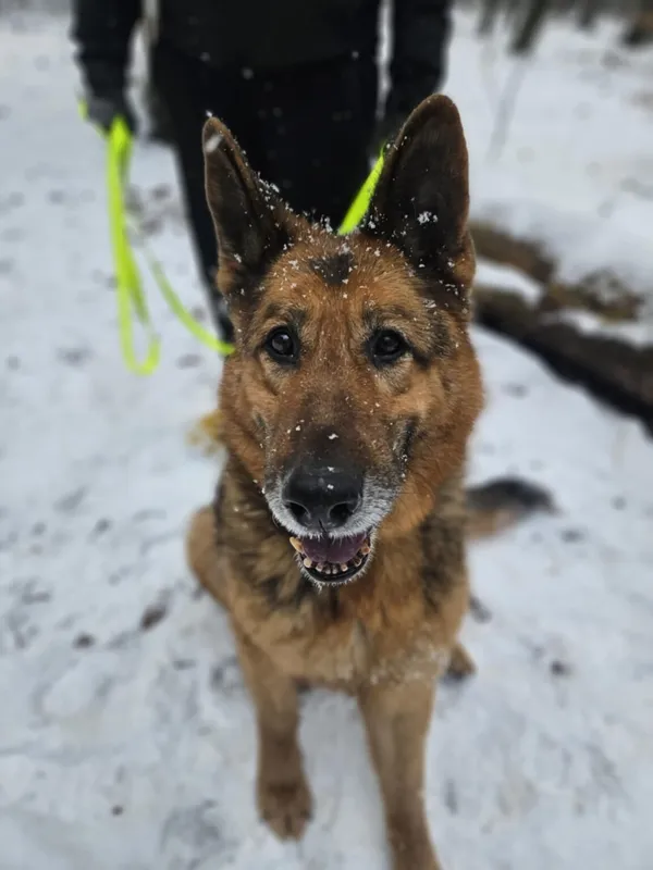 Pies do adopcji, Zgierz, 20 lutego 2025 (3/5)