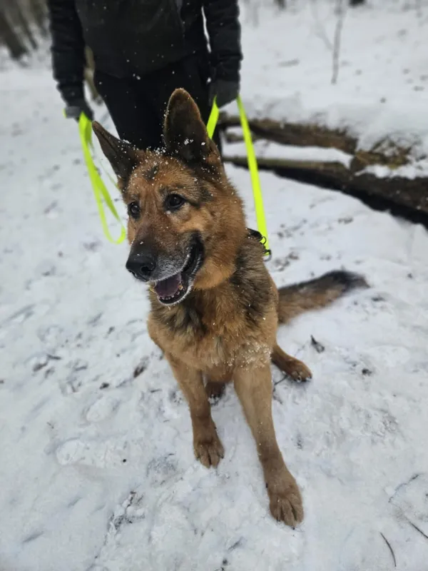 Pies do adopcji, Zgierz, 20 lutego 2025 (4/5)