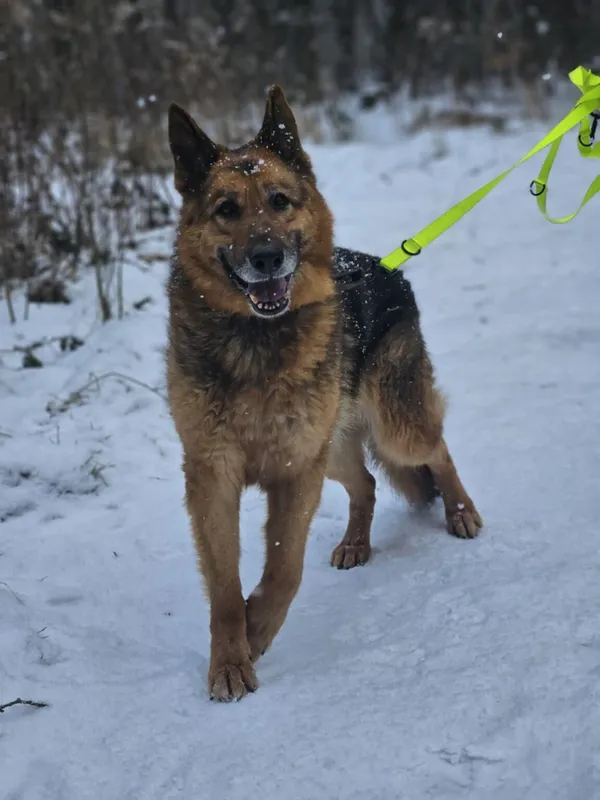 Pies do adopcji, Zgierz, 20 lutego 2025 (5/5)